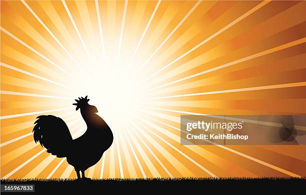 rooster crowing at dawn background - rooster wake up call stock illustrations