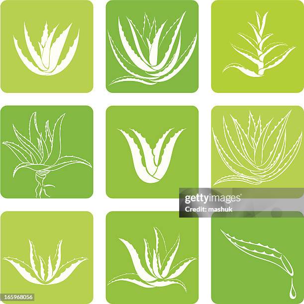 aloe vera - sukkulente stock-grafiken, -clipart, -cartoons und -symbole