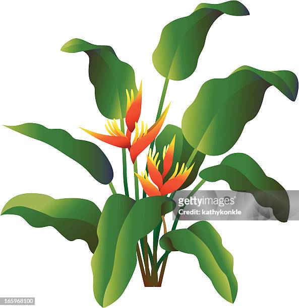 heliconia - hawaiian heliconia stock illustrations