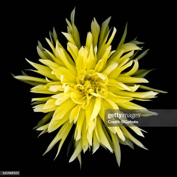 637点のダリア 黒背景のストックフォト Getty Images 637点のダリア 黒背景のストックフォト Getty Images
