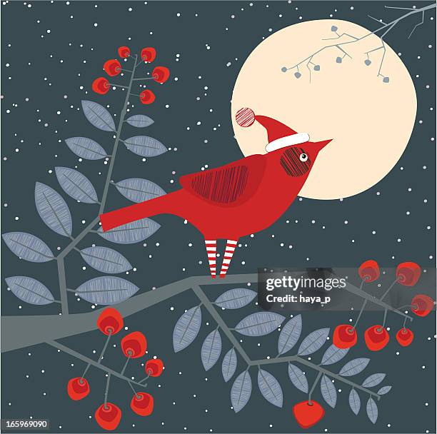 cardinal on tree at night - white socks stock illustrations