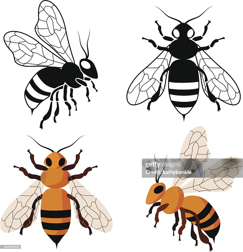 Honig-Bienen
