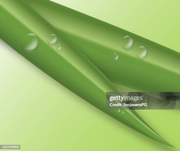 green leaf with water drops - aloe stock illustrations