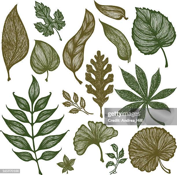set of hand-drawn sketchy leaves - creeping charlie stock illustrations