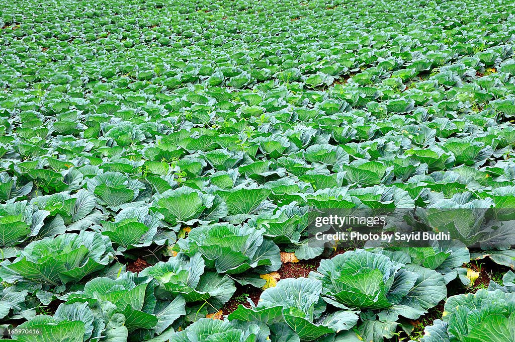 Cabbage Plant