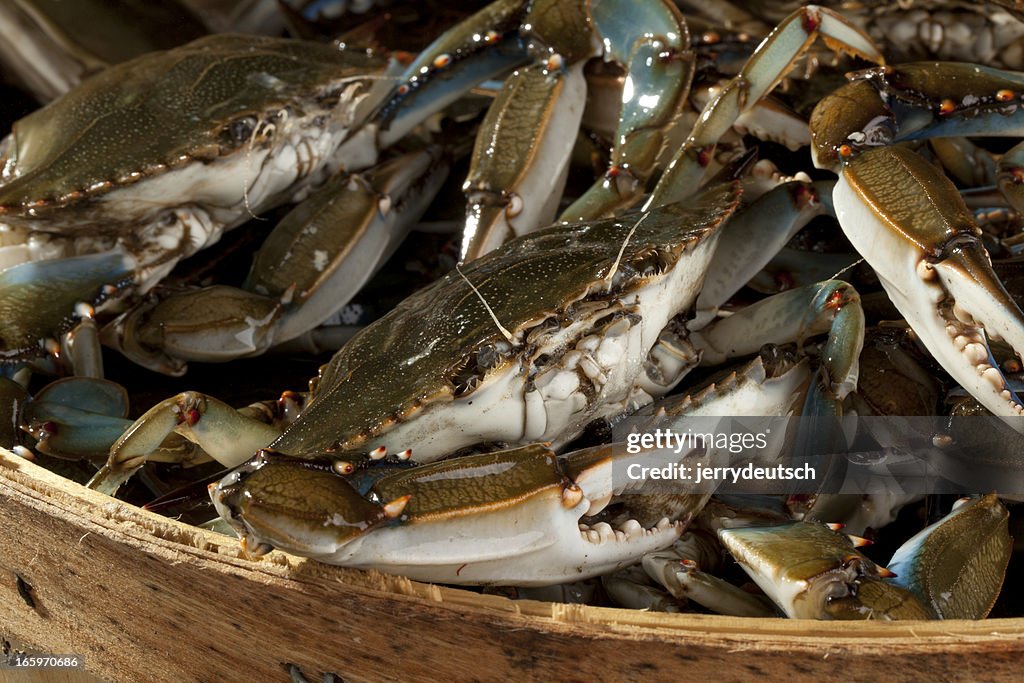 Basket of Blue Claws