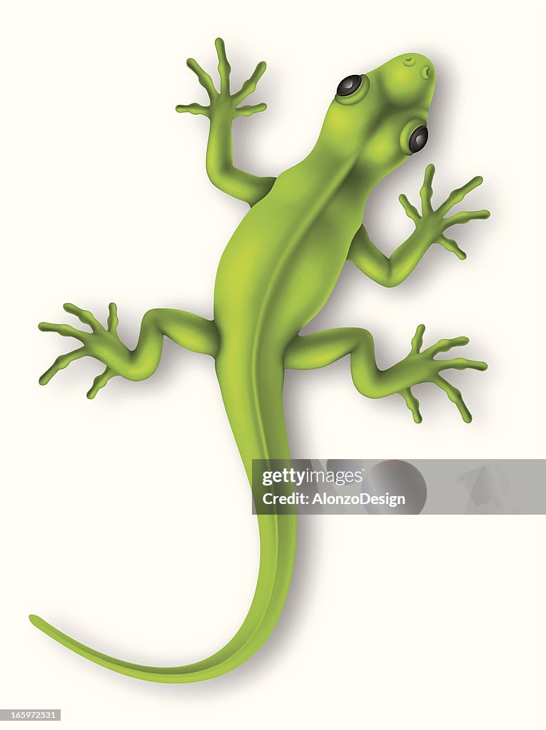 Lizard