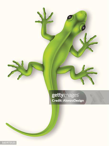 lizard - small stock illustrations