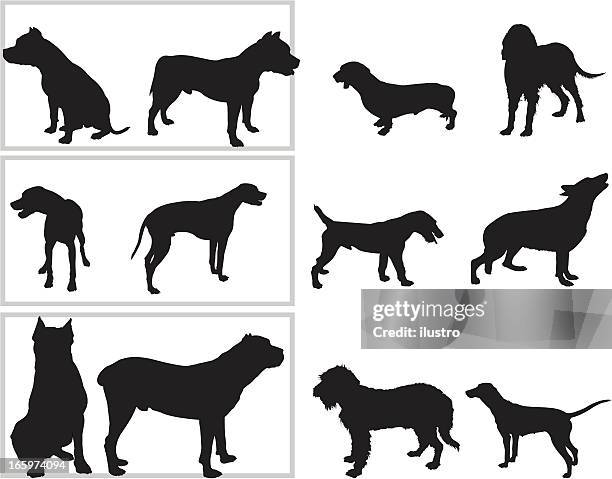 stockillustraties, clipart, cartoons en iconen met dogs - pointer