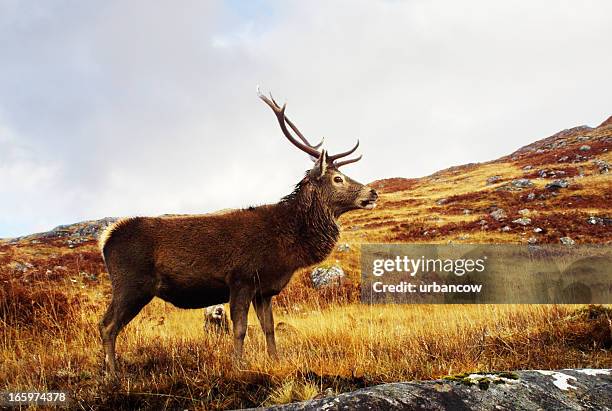 red deer, stag - red deer stock pictures, royalty-free photos & images