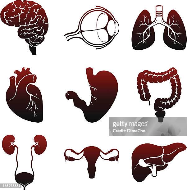 ilustraciones, imágenes clip art, dibujos animados e iconos de stock de conjunto de iconos de órganos internos humanos - arteria humana