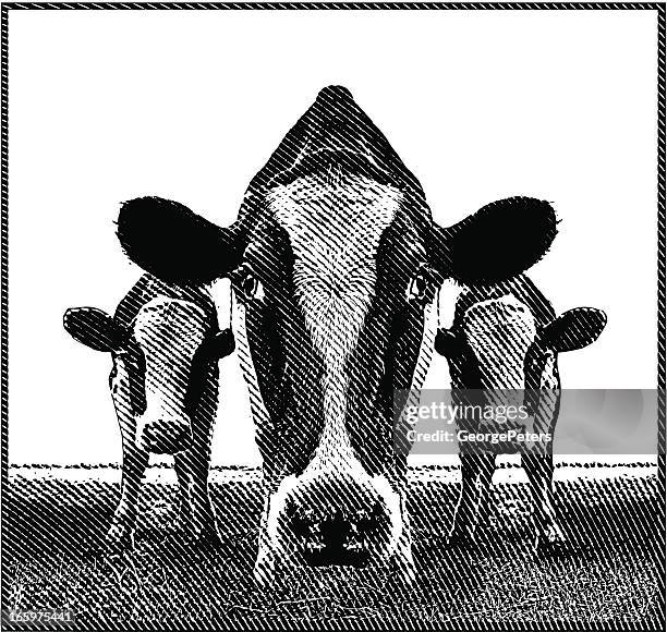 cows - holstein friesian cattle stock illustrations
