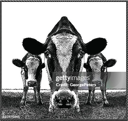 Cows Cows