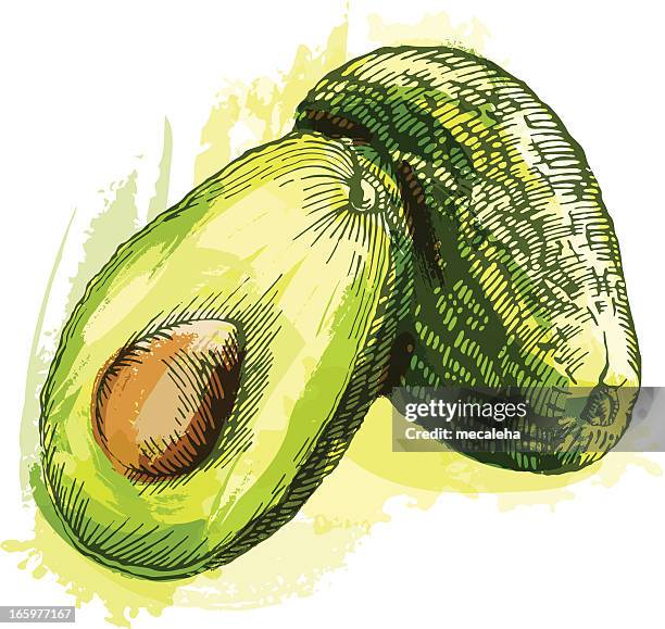 avocado - avocado stock illustrations