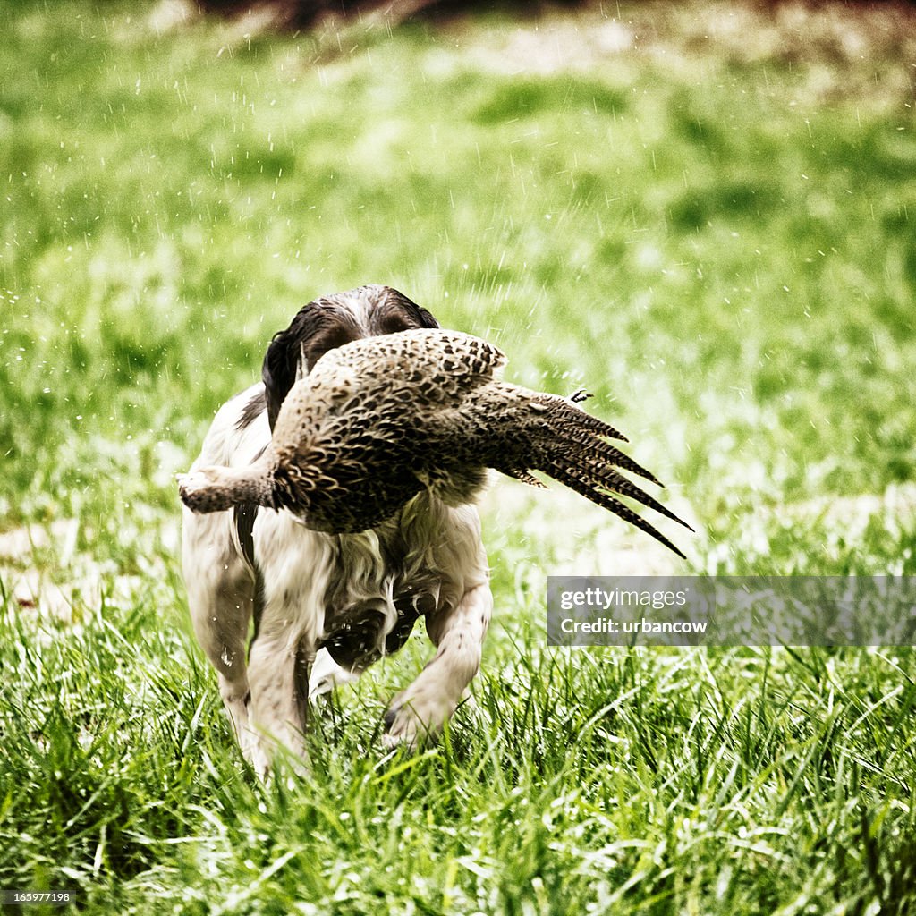 Spaniel com duck