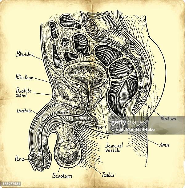 ilustrações, clipart, desenhos animados e ícones de glândula próstata - figura masculina