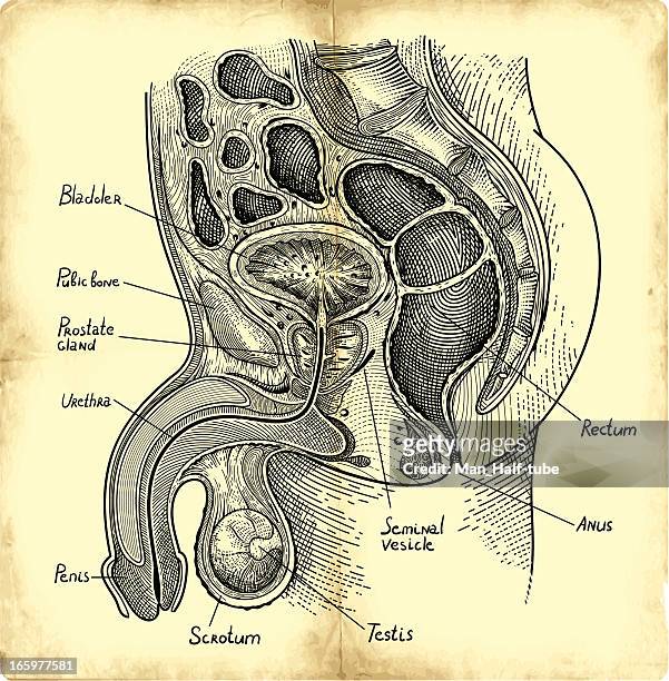prostate gland - biomedical illustration stock illustrations