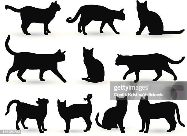 cats - domestic cat stock illustrations