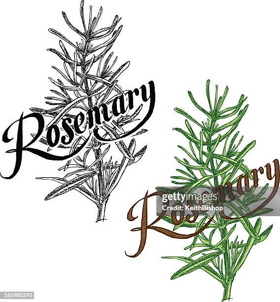 rosemary plant - herb with text - rosemary stock illustrations