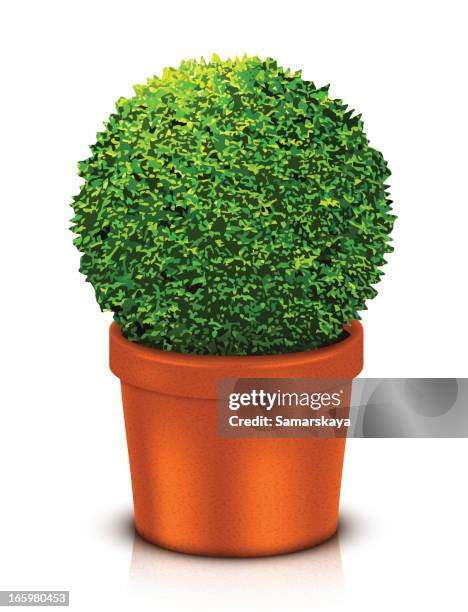 buchsbaum - buchsbaum freisteller stock-grafiken, -clipart, -cartoons und -symbole
