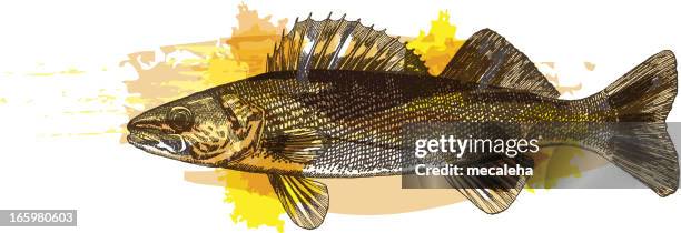 walleye - walleye water stock illustrations