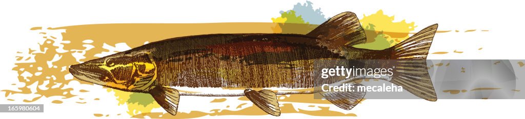 Musky Graphics Muskie High-Res Vector Graphic - Getty Images