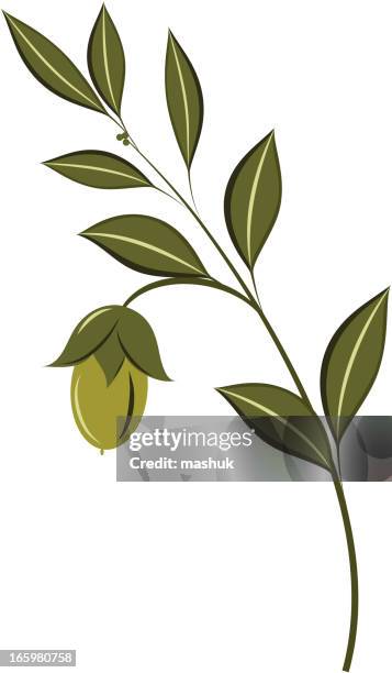 jojoba - jojoba stock illustrations