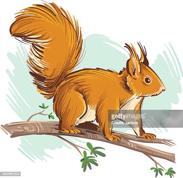 386 Squirrel Cartoon Character High Res Illustrations - Getty Images