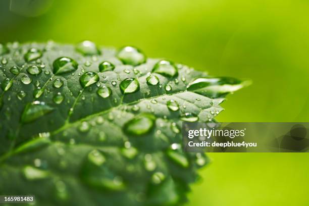 feuille avec goutte d'eau sur fond vert - feuille verte photos et images de collection