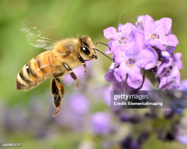 macro flying honey bee (apis mellifera) landing on purple flowers - honungsbi bildbanksfoton och bilder