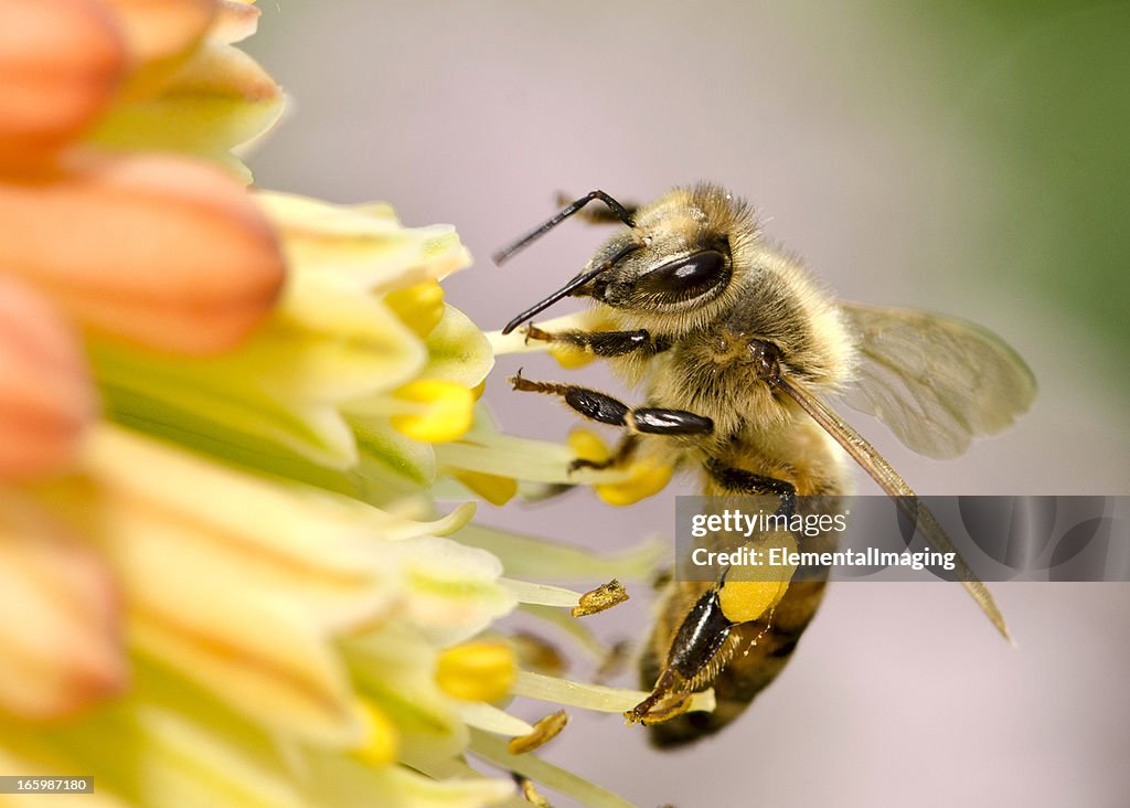Makro-Apis (API mellifera), Landung auf Gelbe Blumen