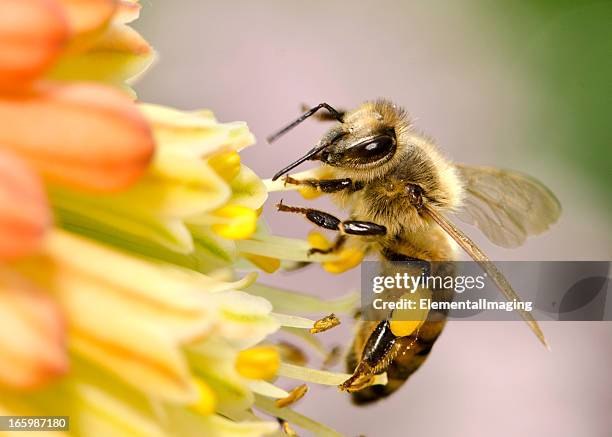 macro volant abeille domestique (api mellifera) landing sur fleurs jaunes - pollen photos et images de collection
