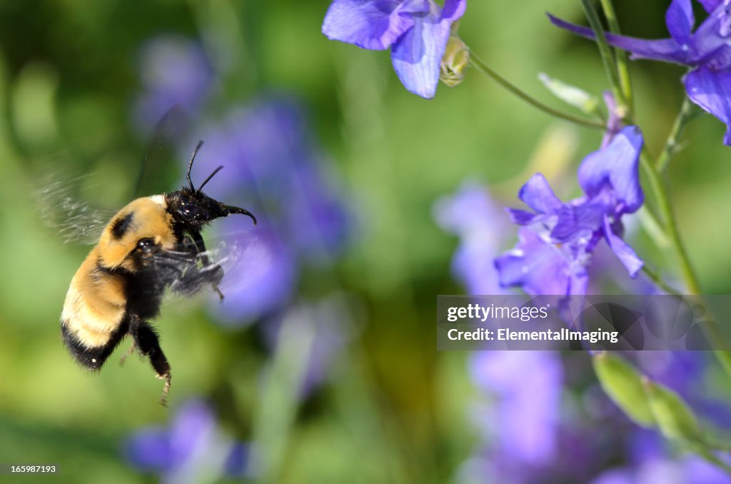 Booming Insect Macro Insect American Bumble Bee In Flight High-Res Stock Photo - Getty ...
