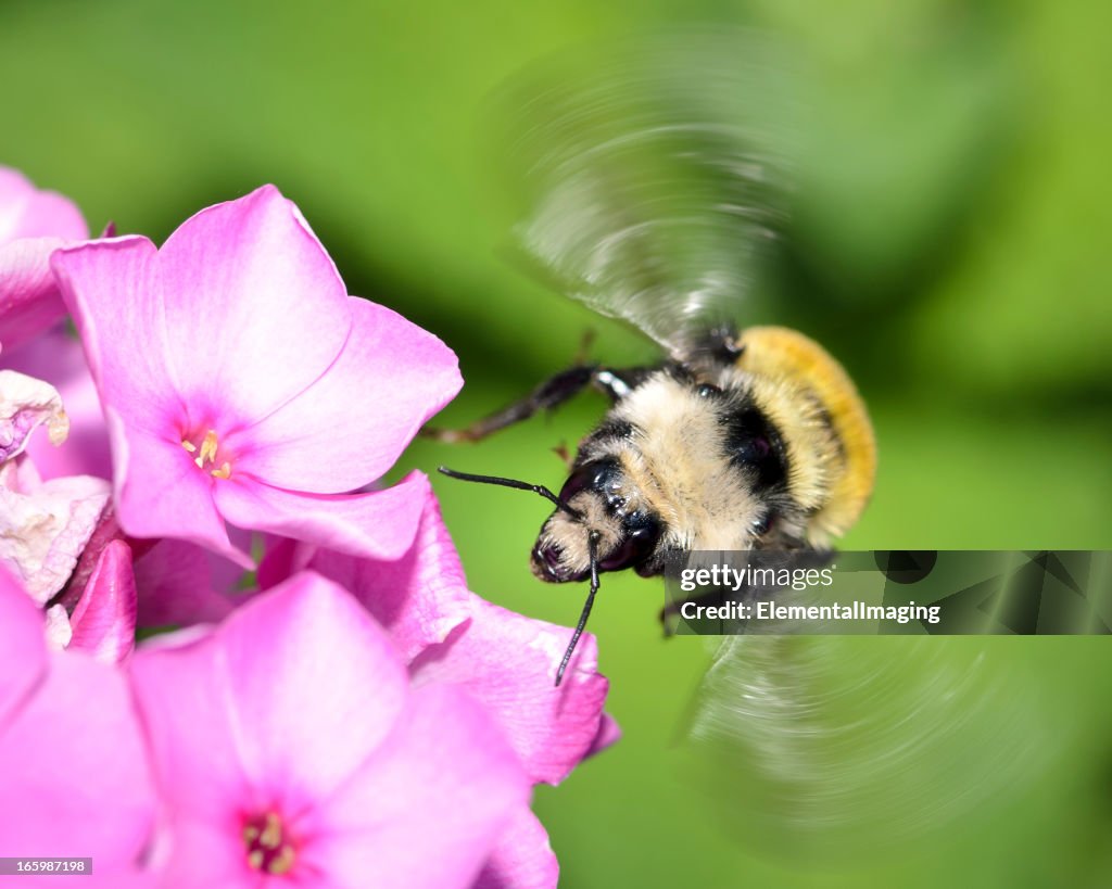 Booming Insect Macro Insect American Bumble Bee In Flight High-Res Stock Photo - Getty ...