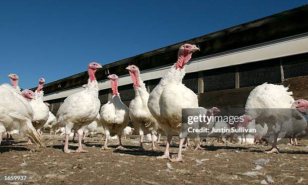 Calcott Turkeys 2,462 Thanksgiving Farm Stock Photos, High-Res Pictures, and Images ...