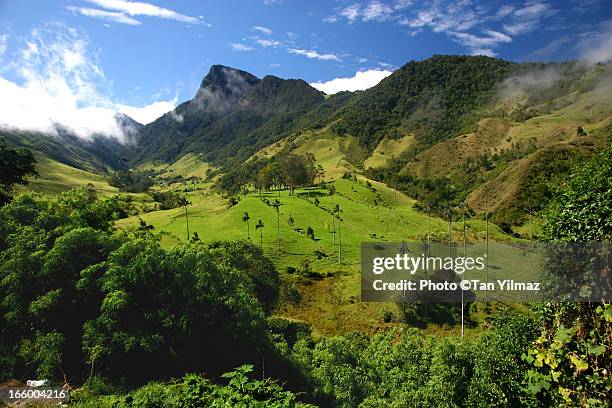 valley of cocora - president of colombia stockfoto's en -beelden