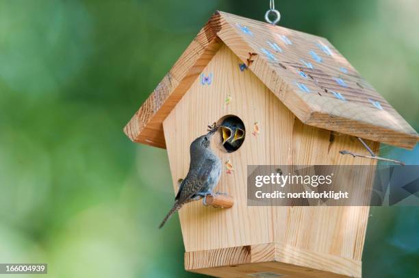 house wren feeds käfer für babys in vogelhäuschen - vogelhäuschen stock-fotos und bilder