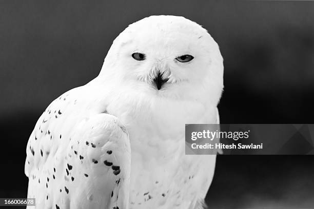 snowy owl (buho nival) - buho stock-fotos und bilder