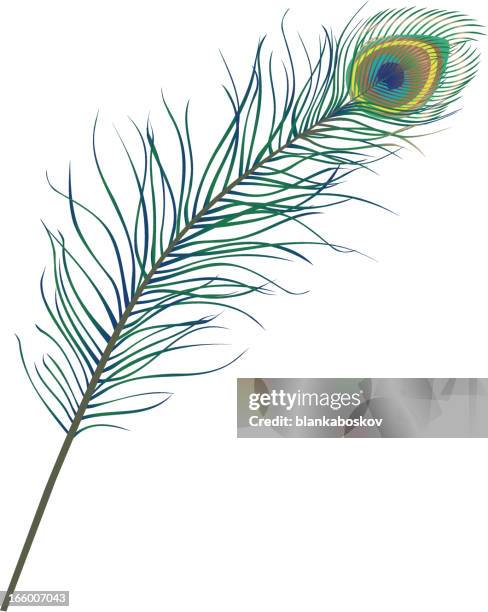 fotos e imágenes de Pluma De Pavo Real - Getty Images fotos e imágenes de Pluma De Pavo Real - Getty Images
