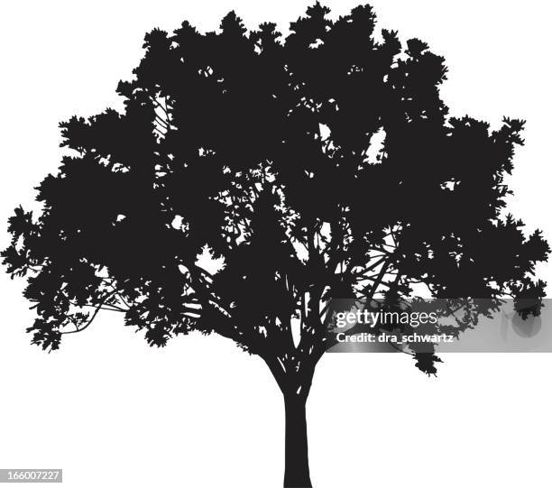 baum silhouette vektor - acacia tree stock-grafiken, -clipart, -cartoons und -symbole