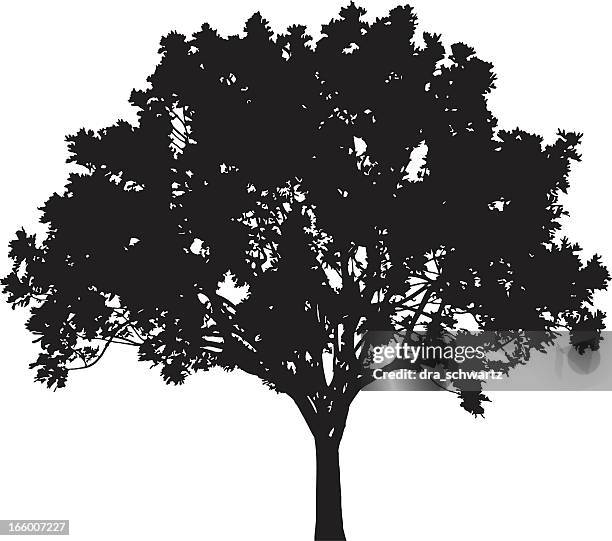 bildbanksillustrationer, clip art samt tecknat material och ikoner med tree silhouette, vector - tree trunk