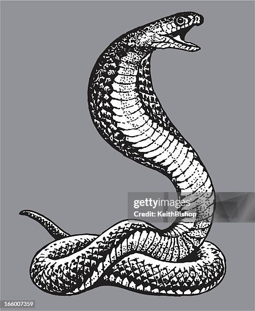 cobra snake - cobra stock-grafiken, -clipart, -cartoons und -symbole
