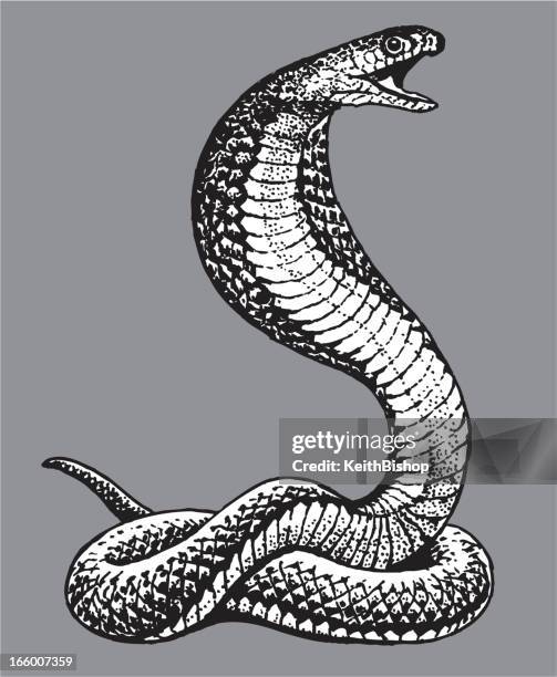 372点のcobra Snakeイラスト素材 Getty Images 372点のcobra Snakeイラスト素材 Getty Images