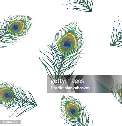 Peacock Background Peacock Background