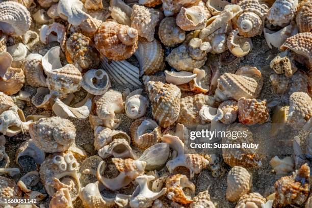 Images For Shell 2,989 Beach Shell Texture Stock Photos, High-Res Pictures, and Images ...
