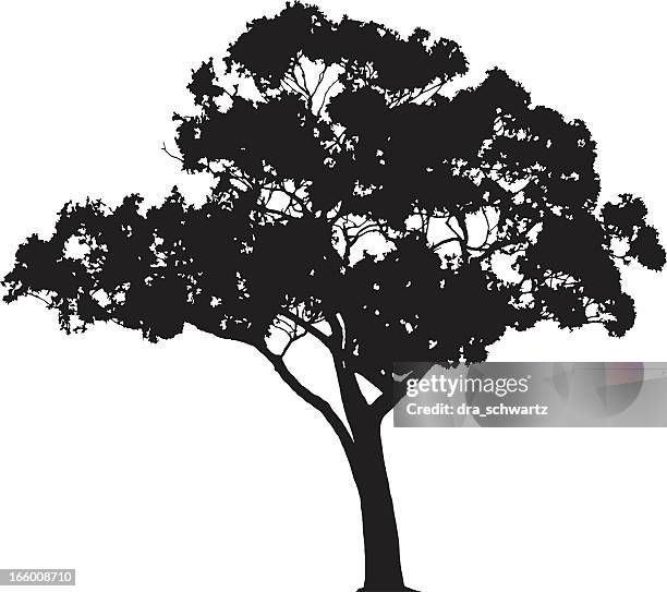 eukalyptus-baum silhouette, vektor - silhouette arbre stock-grafiken, -clipart, -cartoons und -symbole