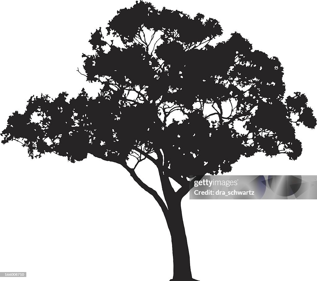 Eucalyptus silhouette VECTEUR