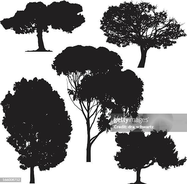Trees Vector High-Res Vector Graphic - Getty Images