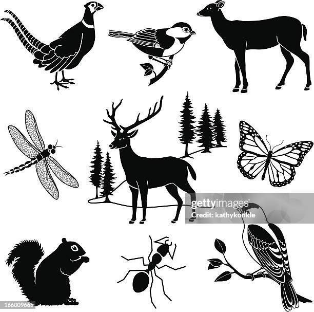 woodland animals - pheasant stock illustrations
