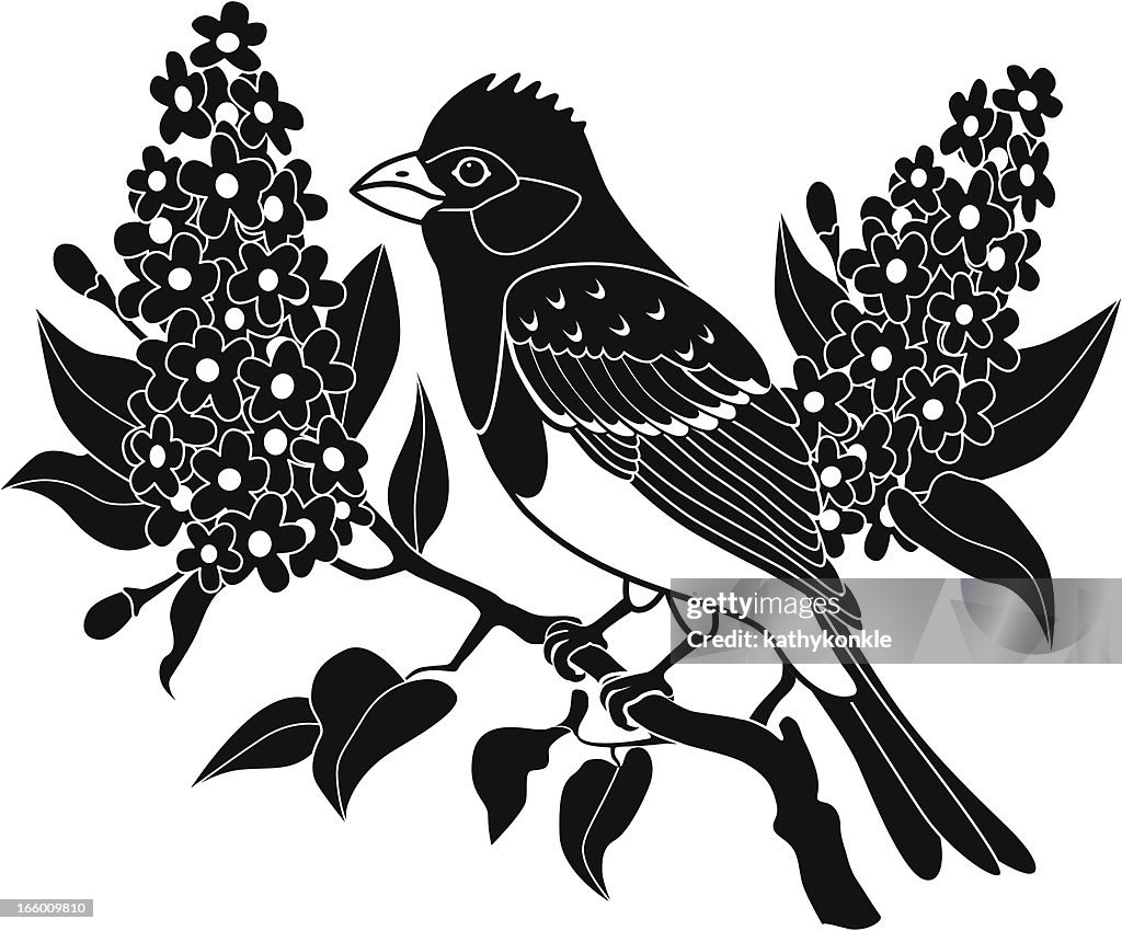 Purple finch and lilacs